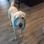 DH