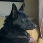 DS