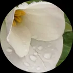 LL