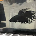 PD
