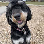 MS