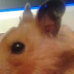 LS