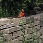 GP