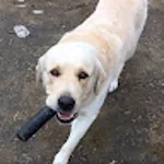 PD