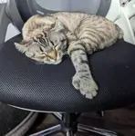 CC