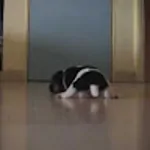 PQ