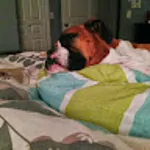 SR