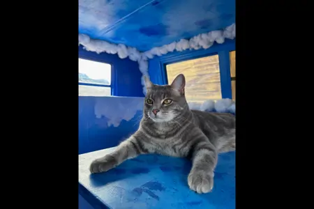 Fluffy The Cloud Burning Man Warn The West Rental Trailer 2026