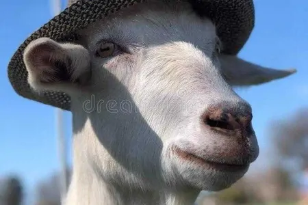 The Goat