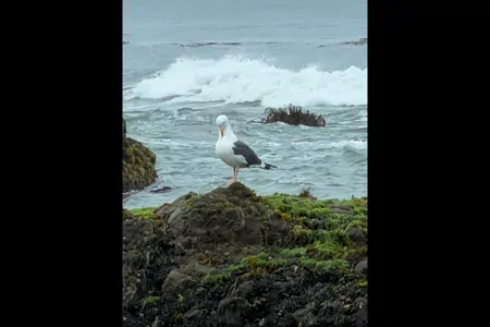 Raed's Thor Hurricane 29X Class A