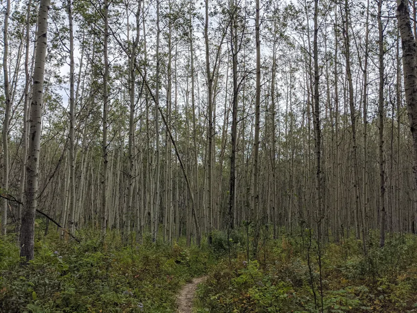 Charlie Lake Provincial Park Pictures, Features & Amenities RVezy