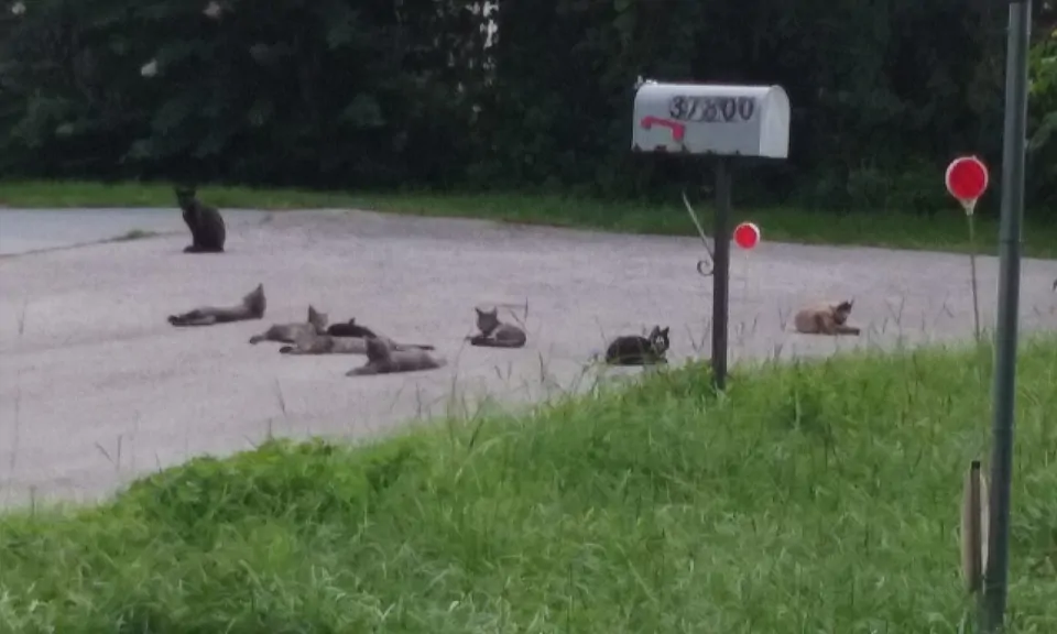 Pinecrest Mobile Home Park Pictures, Features & Amenities RVezy