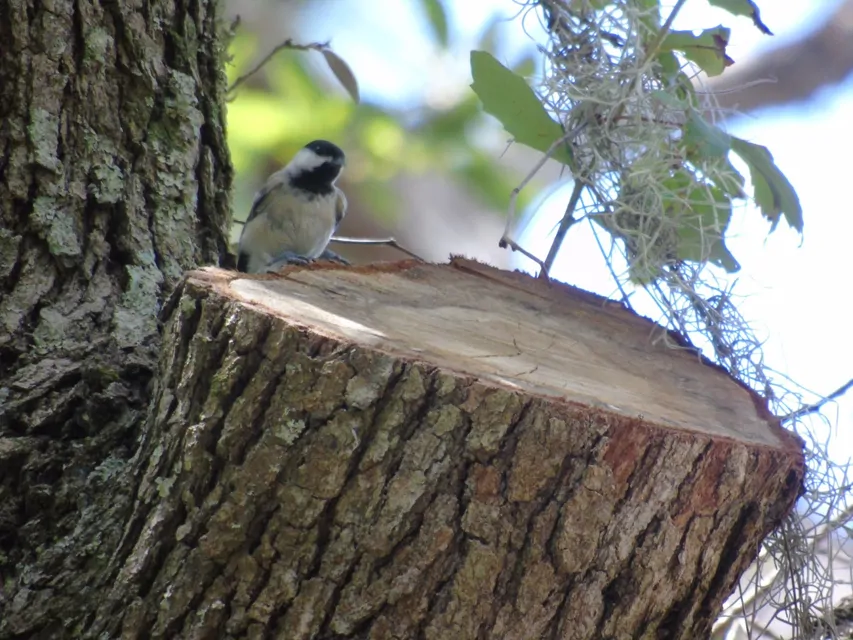 Bow and Arrow Campground Pictures, Features & Amenities RVezy