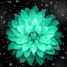 AA