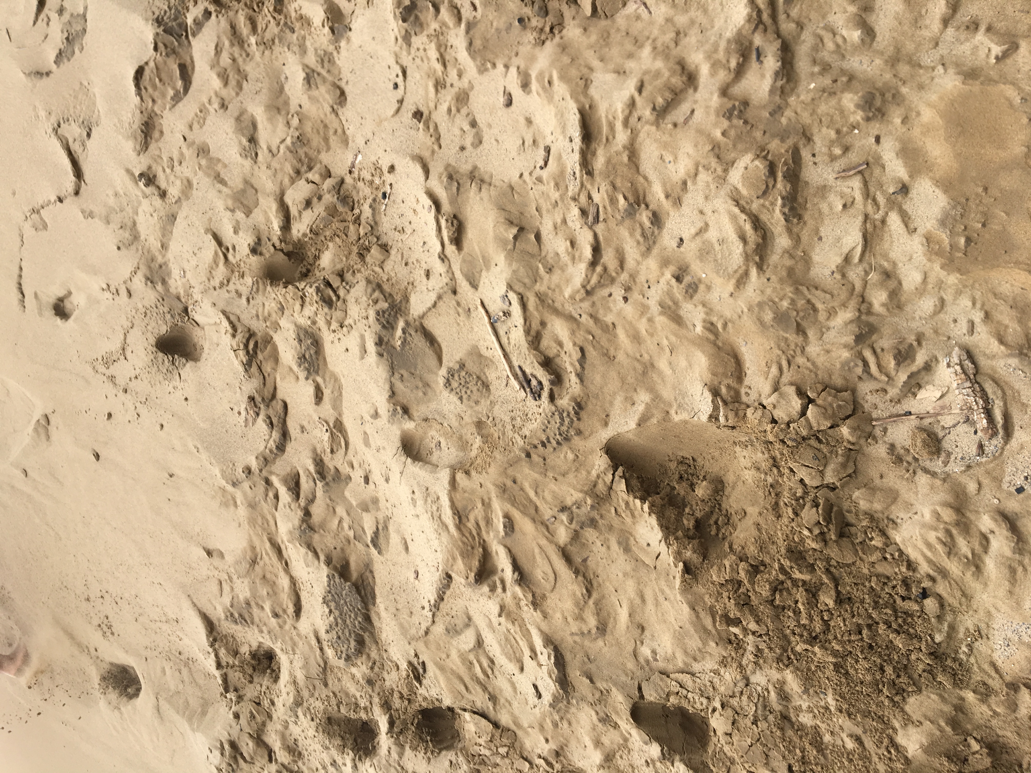 AA