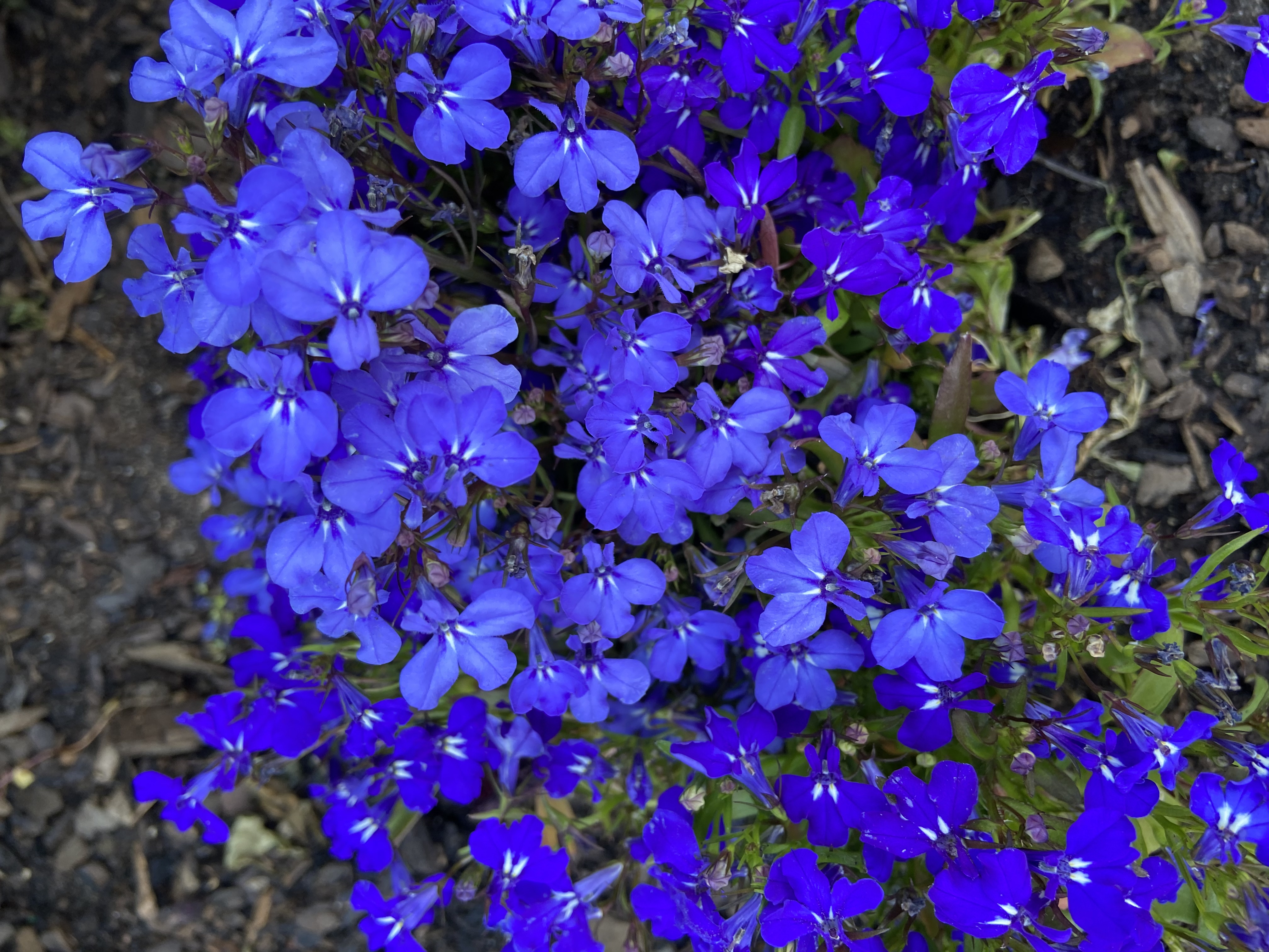 BC