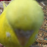 BB