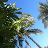 AA