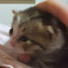 TS