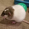 TC